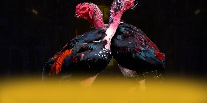 Cập nhật thông tin về SA88 - Trang game an toàn tuyệt đối hiện nay
Cập nhật thông tin về SA88 - Trang game an toàn tuyệt đối hiện nay