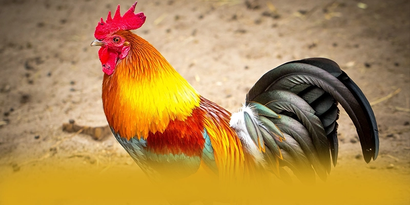 W88 - Tổng kết giá trị cốt lõi dưới góc nhìn chuyên môn.