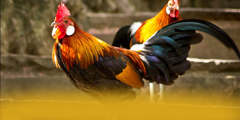 
Điểm nổi bật tại tỷ lệ kèo bóng đá - Cổng game uy tín số 1 được cộng đồng đánh giá cao
