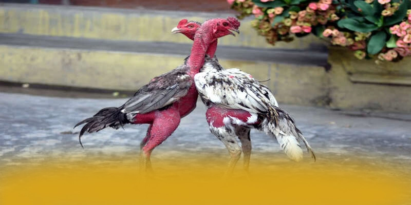 tỷ lệ kèo bóng đá - Thương hiệu game trực tuyến sở hữu kho game phong phú được giới cược thủ tin tưởng – Trải nghiệm siêu phẩm độc quyền tại tỷ lệ kèo bóng đá