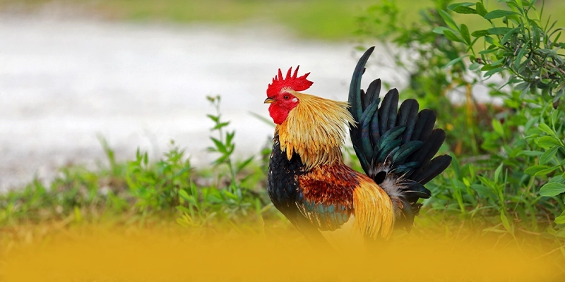 KKWIN - Ứng dụng giải trí với chính sách bảo mật hàng đầu hiện nay – Trải nghiệm KKWIN