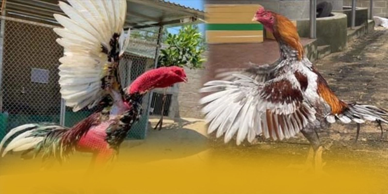 AU88 – Thương hiệu được đánh giá cao, được cộng đồng game thủ tin tưởng.