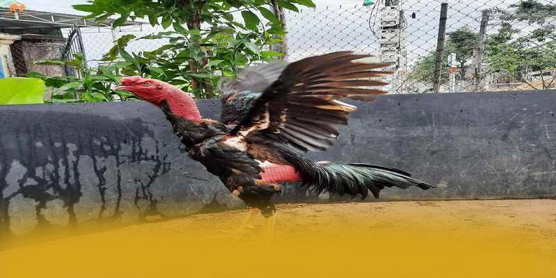 NK88 – Thương hiệu được nhiều người chơi lựa chọn, đang làm mưa làm gió trên thị trường.